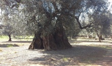 Progetto SALENTO IMMOBILIARE