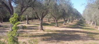 Terreno in vendita a Otranto